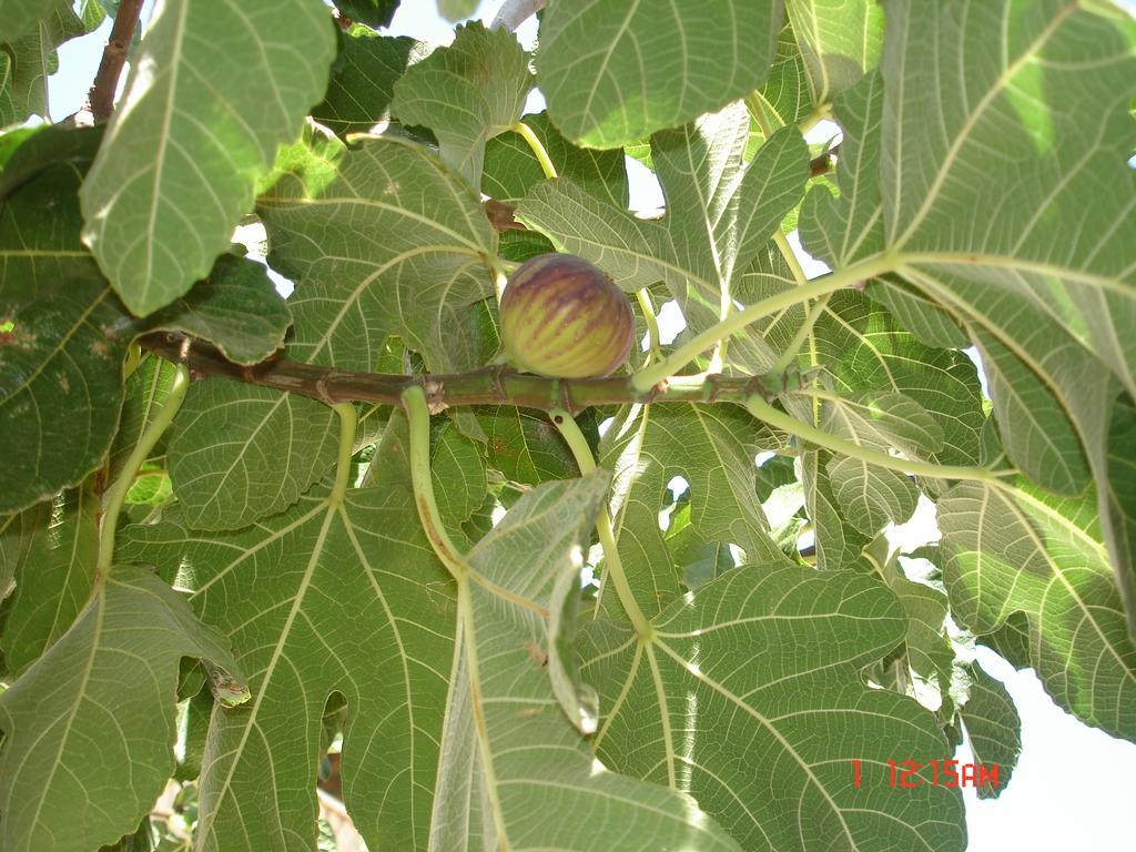 مارينيلاّ B&B Garzia المظهر الخارجي الصورة