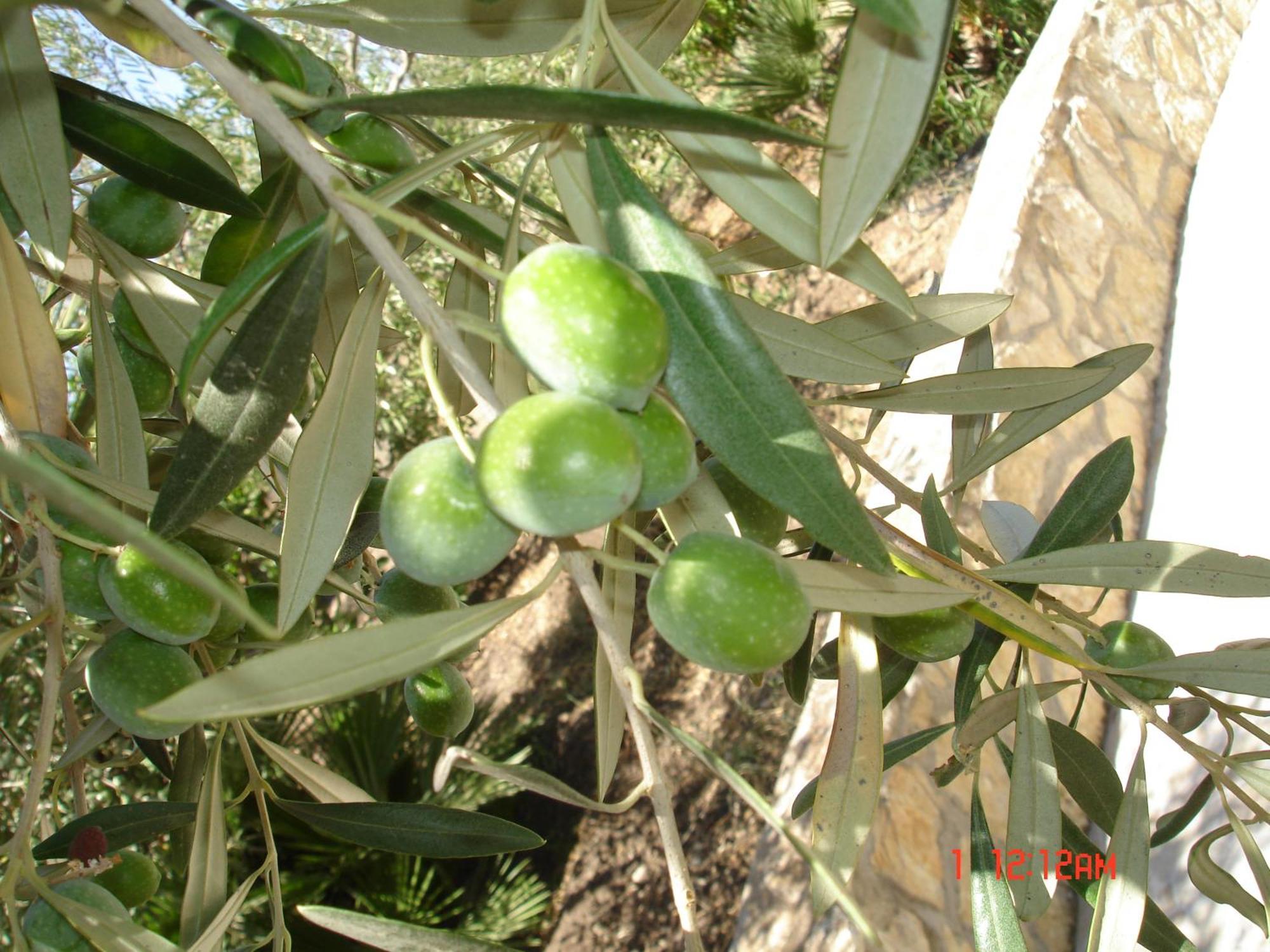 مارينيلاّ B&B Garzia المظهر الخارجي الصورة